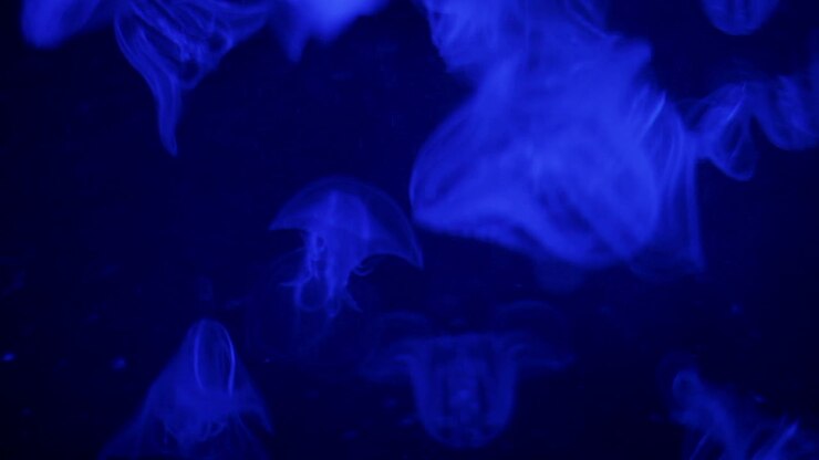 Acquario 12