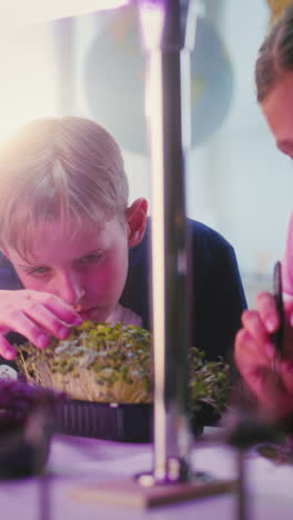 children growing microgreens in a school science project