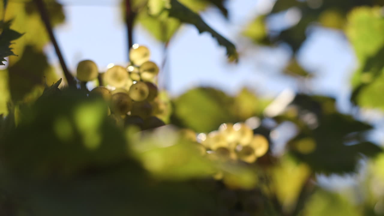Green Grapes on the Vine