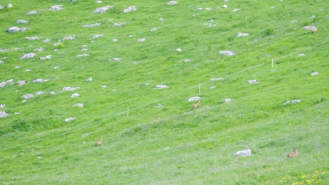 Chamois-running-up-steep-green-mountain-slope