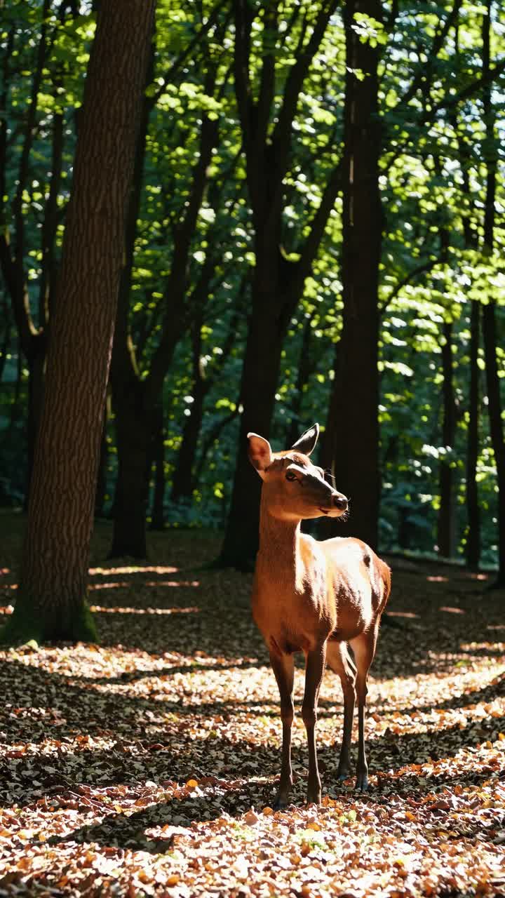 A serene forest scene with a deer captured in a video, using a low-angle shot to emphasize the tall