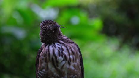 Mirando-Hacia-La-Izquierda-Y-Gira-Su-Cabeza-Más-Hacia-Atrás-Mientras-Su-Cresta-Muestra-Que-Está-Prestando-Atención-A-Su-Entorno,-Pinsker&#39;s-Hawk-eagle-Nisaetus-Pinskeri,-Filipinas