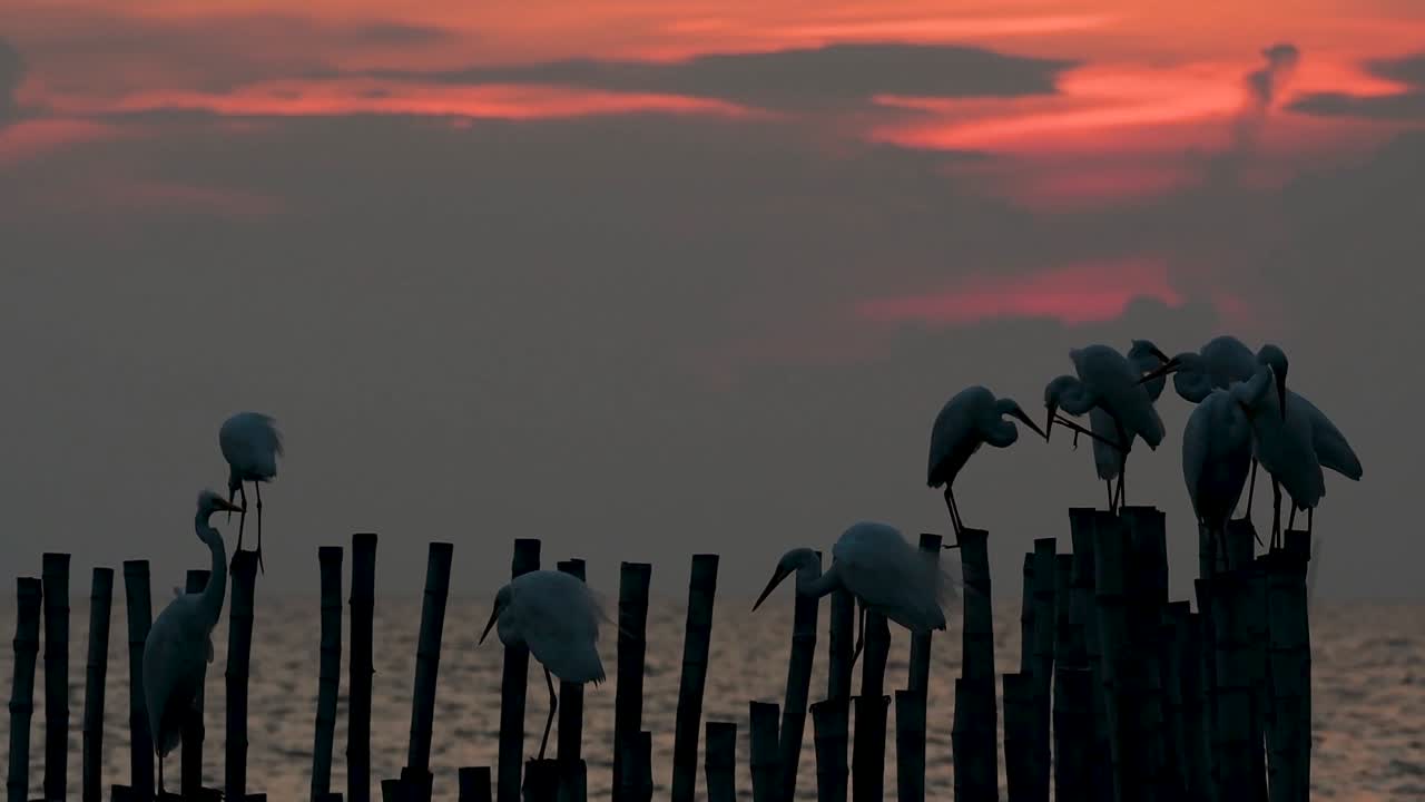 la garceta grande, también conocida como garceta común o garceta grande
