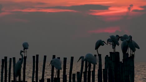 The-Great-Egret,-also-known-as-the-Common-Egret-or-the-Large-Egret