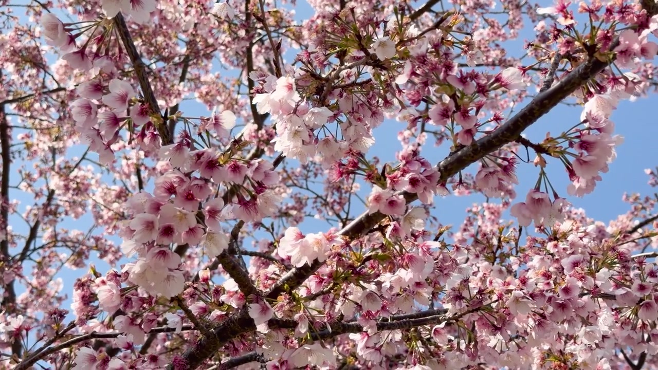 Inquadratura dal basso di fiori di sakura rosa che ondeggiano dolcemente sui rami sotto la luce solare intensa