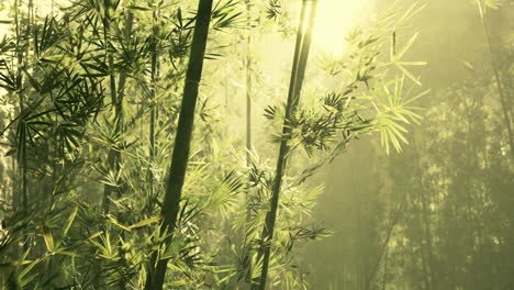 Bamboo-grove-in-dense-fog