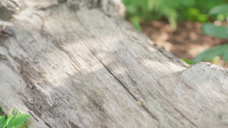 Old-tree-trunk-on-the-floor