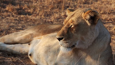 Afrikanische-Löwin,-Die-Sich-In-Der-Frühen-Morgensonne-In-Freier-Wildbahn-Sonnt