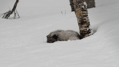 arctic fox sleeping on ice during snowfall in winter