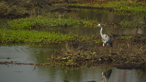 Garzas-Grises-Acechando-Presas-En-Las-Marismas-Del-Parque-Nacional-De-Chobe-En-Botswana