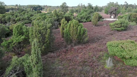 Antena-De-Brezo-Púrpura-Floreciente-En-El-Parque-Nacional-De-Meinweg,-Países-Bajos---Imágenes-De-Drones-De-4k