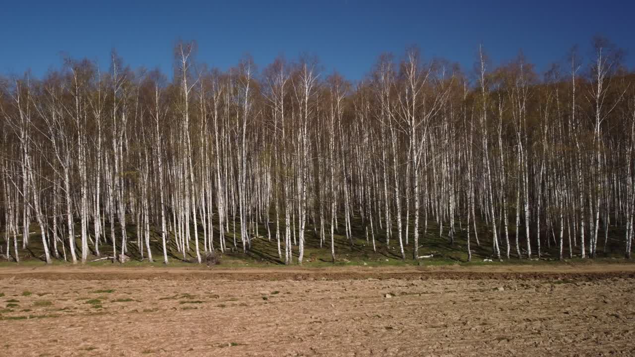 vista de primavera del bosque de abedules desde imágenes de drones 4k