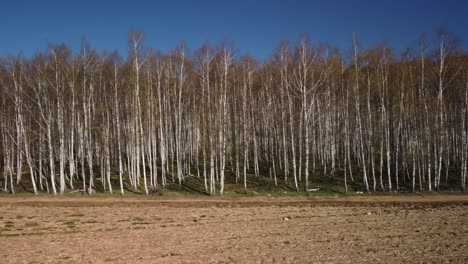 Birch forest spring view from drone footage 4K
