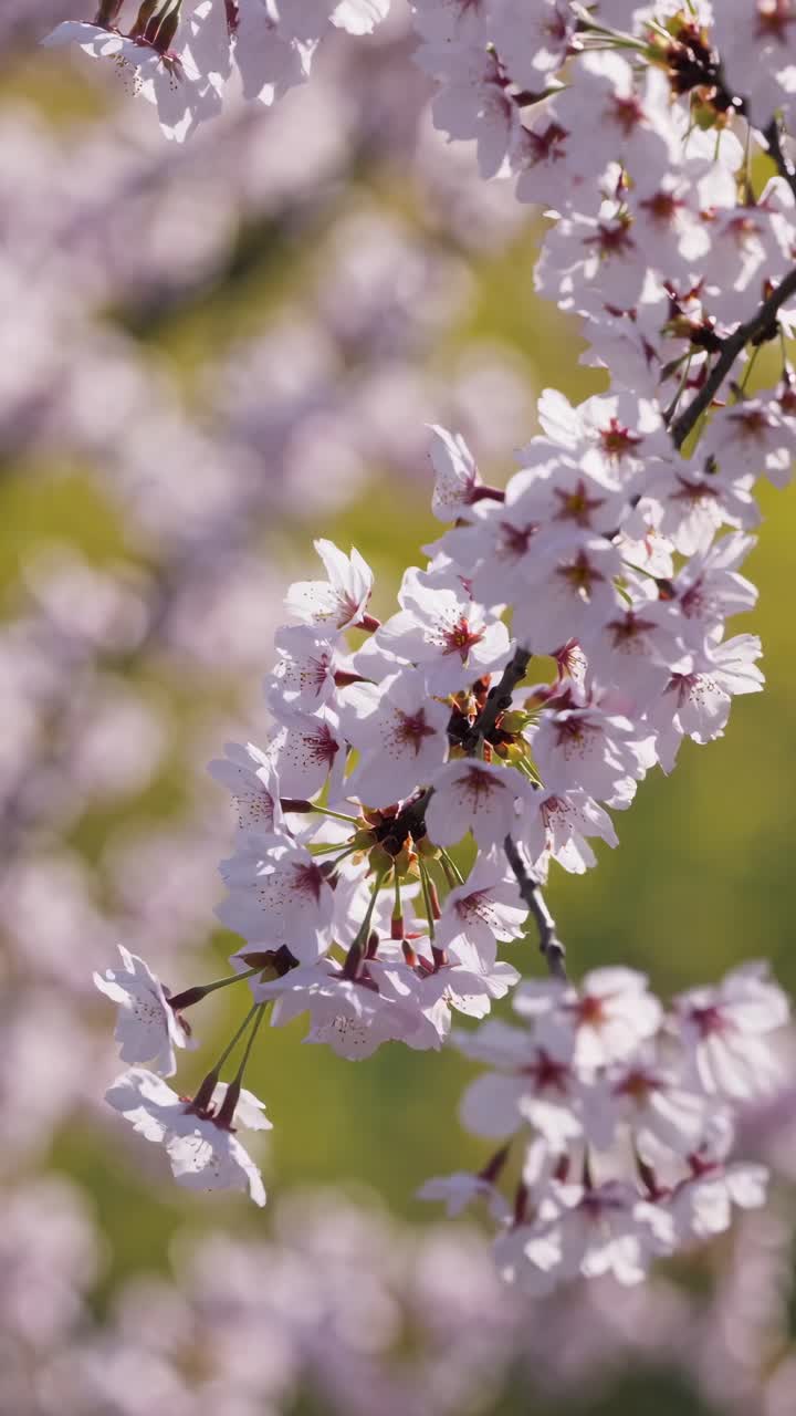 Close-up shot of cherry blossoms in full bloom, captured at eye level