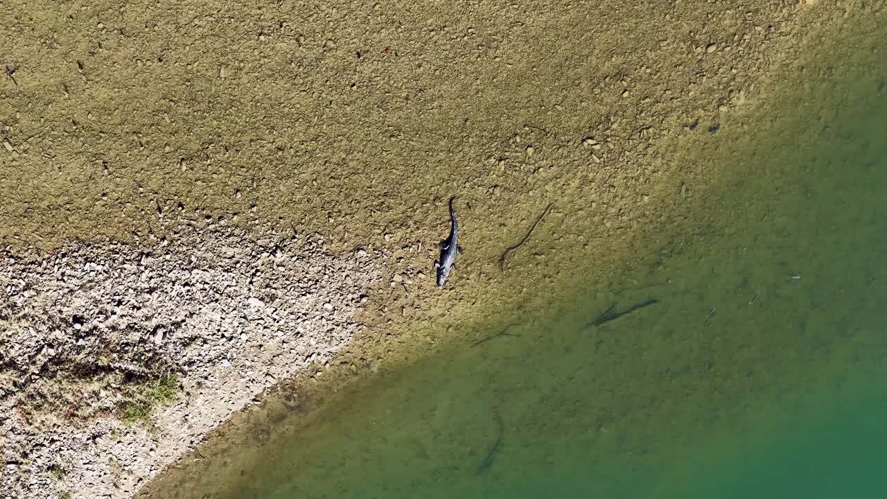 Drone footage captures a saltwater crocodile on a riverbank in Port Douglas, showcasing natural habitat and serene environment