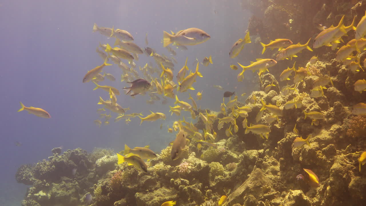 grupo de peces gato en el arrecife de coral del mar rojo de egipto