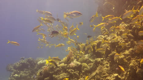 group of cat fish schooling in the coral reef of the red sea of egypt