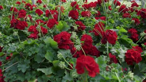 Slow-Glide-Track-Pan-Across-Red-Geraniums-In-Greenhouse