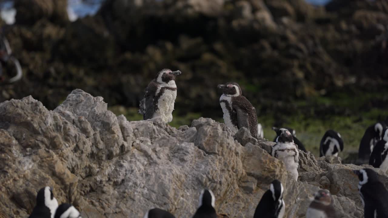 A group of African penguins stands still on large coastal rocks in Betty’s Bay, near Cape Town. Most remain motionless, while a few birds move slightly in the background