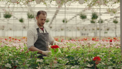 man watering flowers in a greenhouse