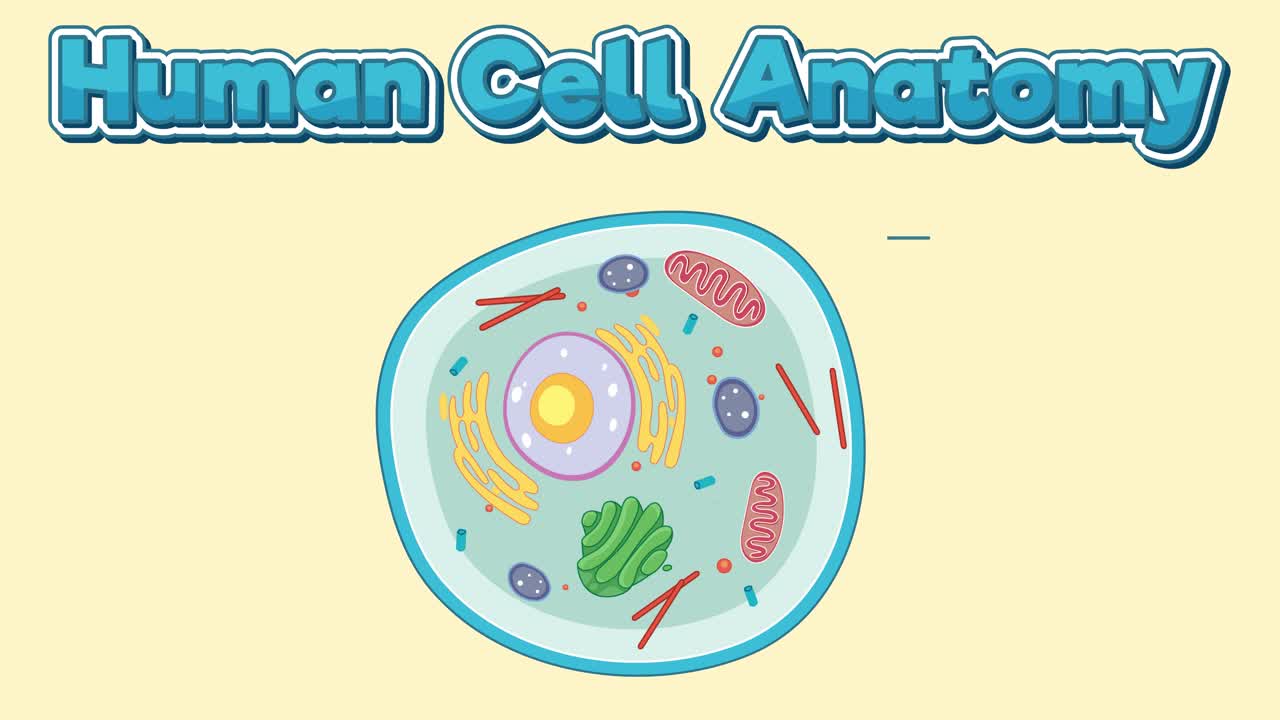 인간 세포 해부학 구성 요소의 교육 애니메이션
