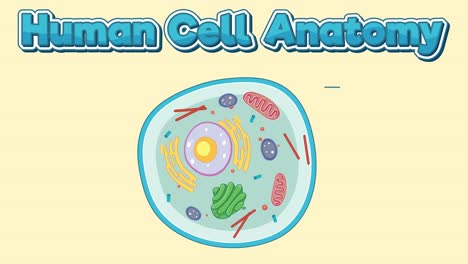 educational animation of human cell anatomy components
