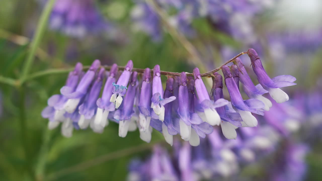 Close up of llight blue and white Vicia villosa flowers in soft focus.