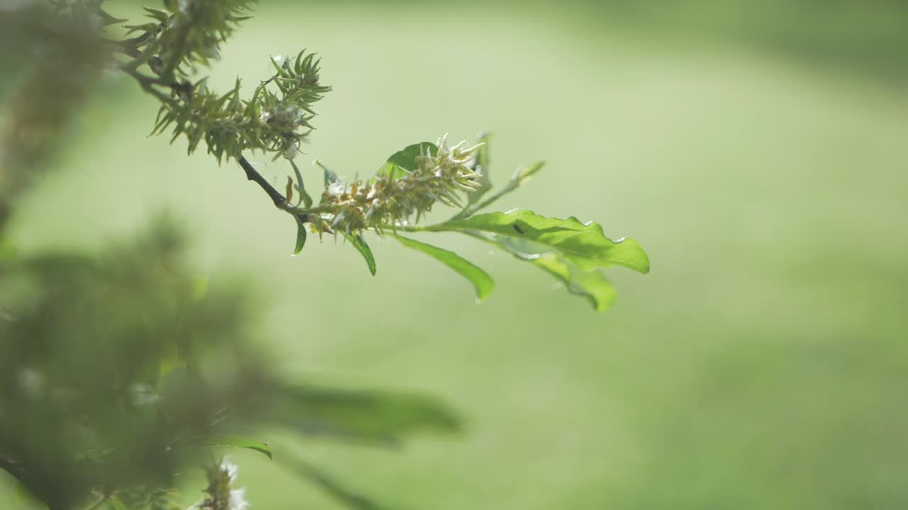 버들꽃 중간 샷 봄 시간 햇빛