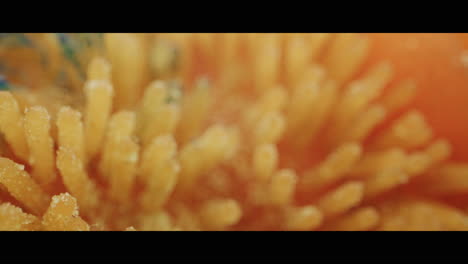 close-up view of a flower's surface
