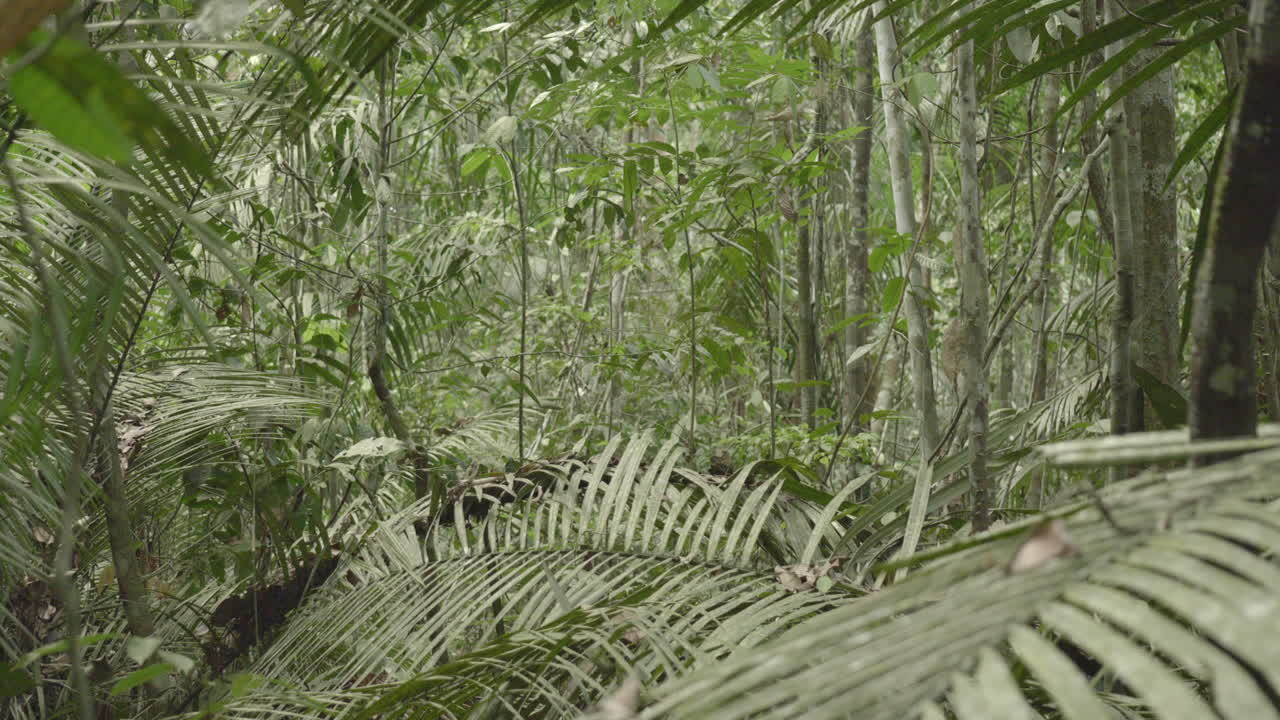 Rich biodiversity with dense greenery in Amazon jungle