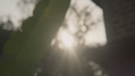 view of sun shining through leaf, low angle flickering sunlight reveal from the leaf