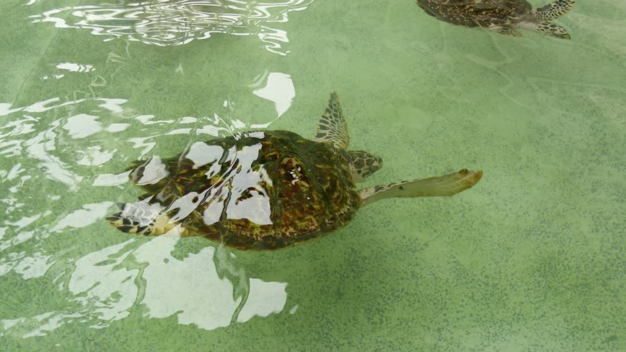 Swimming sea turtle in clear waters marine environment wildlife underwater view nature conservation