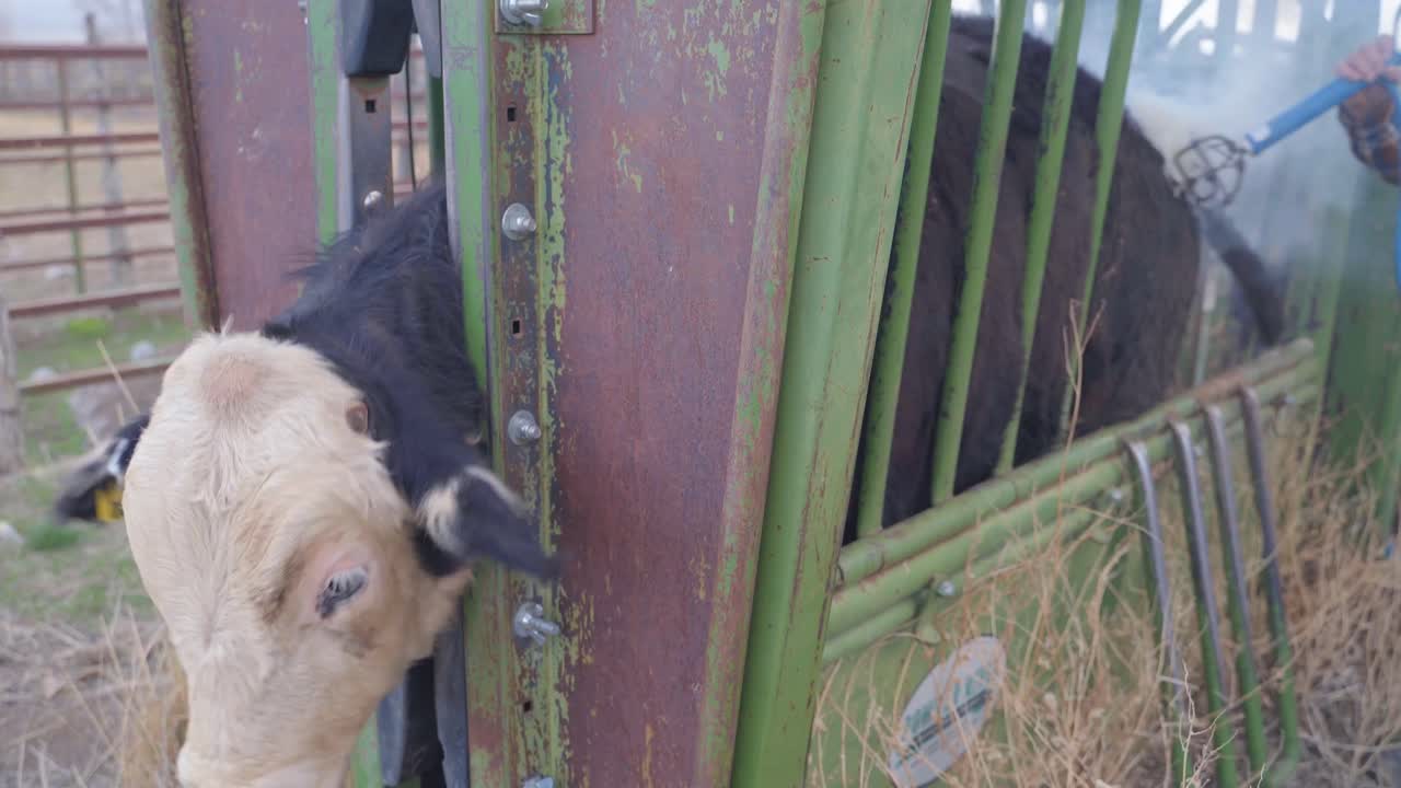A bull locked inside of a branding cradle gets bright eyes and becomes uncomfortable as it is being branded with a hot iron