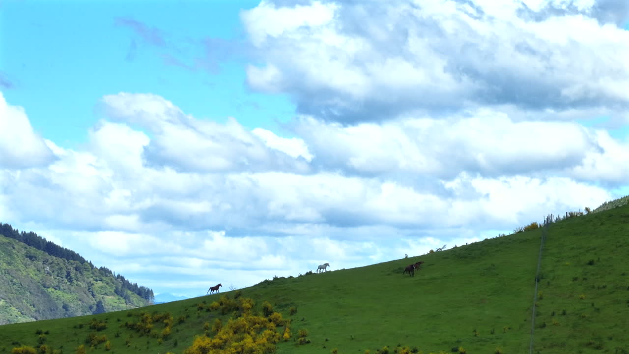A captivating aerial drone shot capturing multiple horses galloping and grazing peacefully on a large hill with a stunning panoramic view of the Motueka Valley in New Zealand.