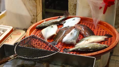 fishes, out of the water,trash around in a market in china