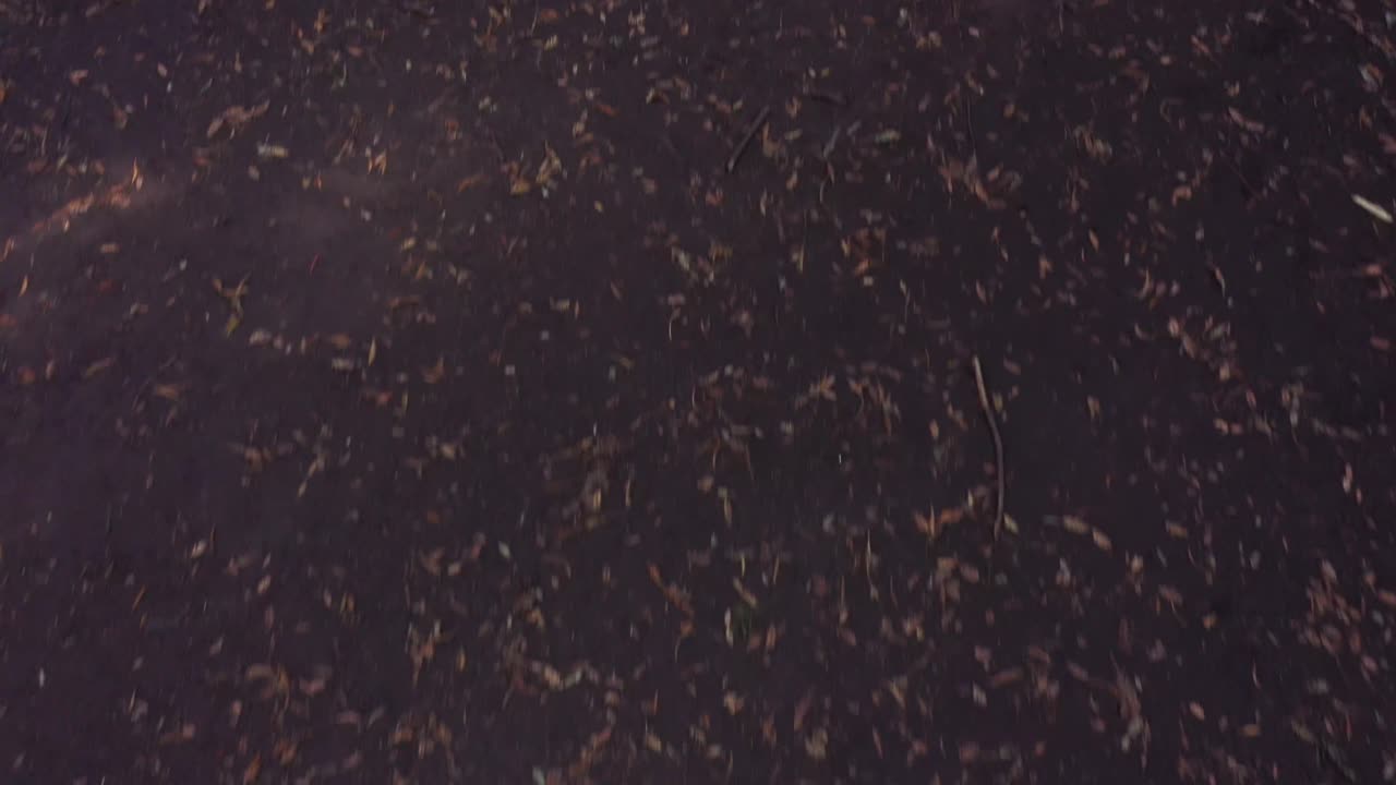 un lento empujón hacia adelante para revelar un gran árbol una vez que la cámara se desplaza hacia arriba