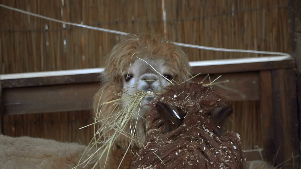 알파카. 알파시아 동물의 수염