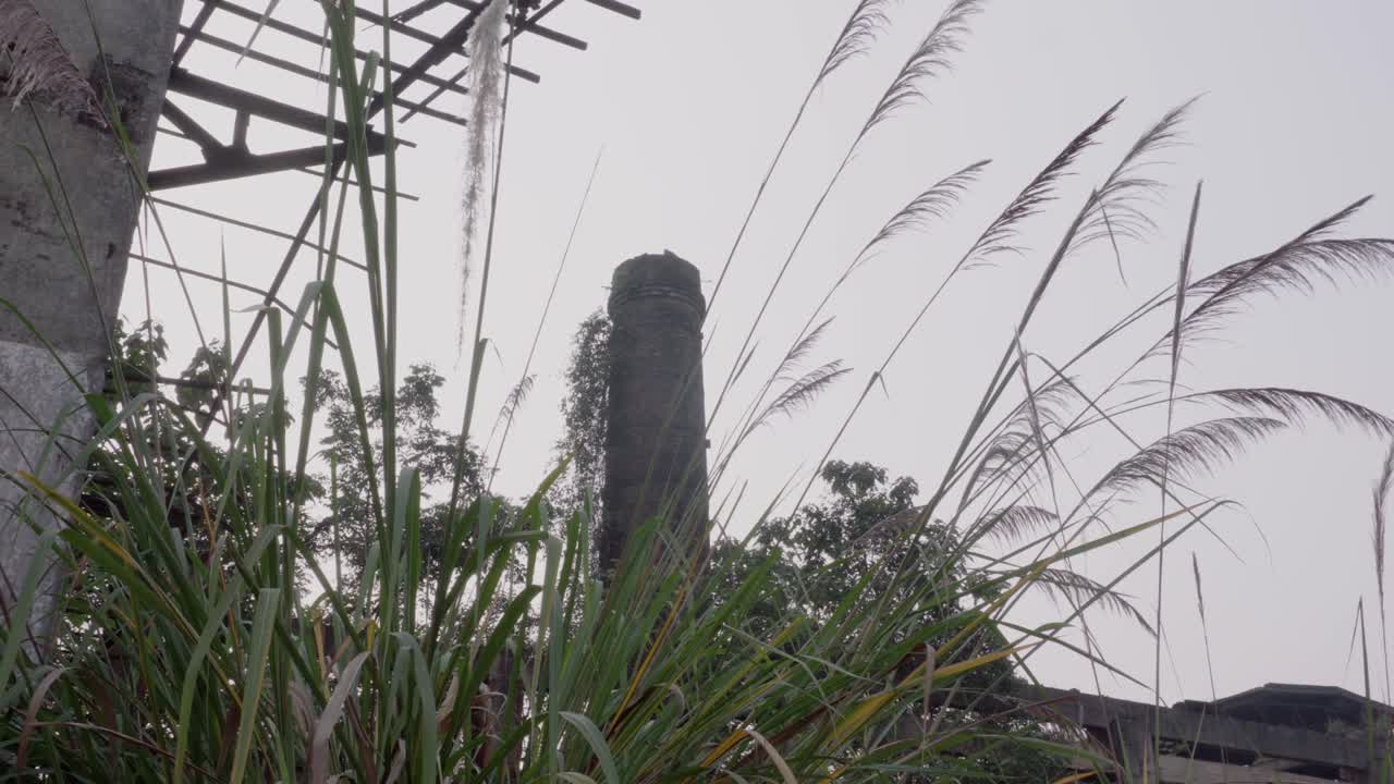 공장의 잡초는 이미 매우 키가 커졌습니다.