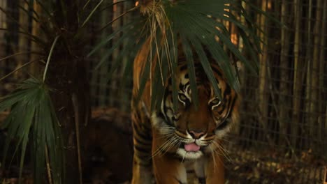 tiger walking through forest enclosure at melbourne zoo