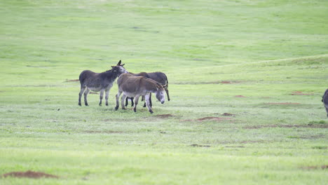 Wild-Burro-herd-grazing-at-the-grasslands-of-Custer-State-Park