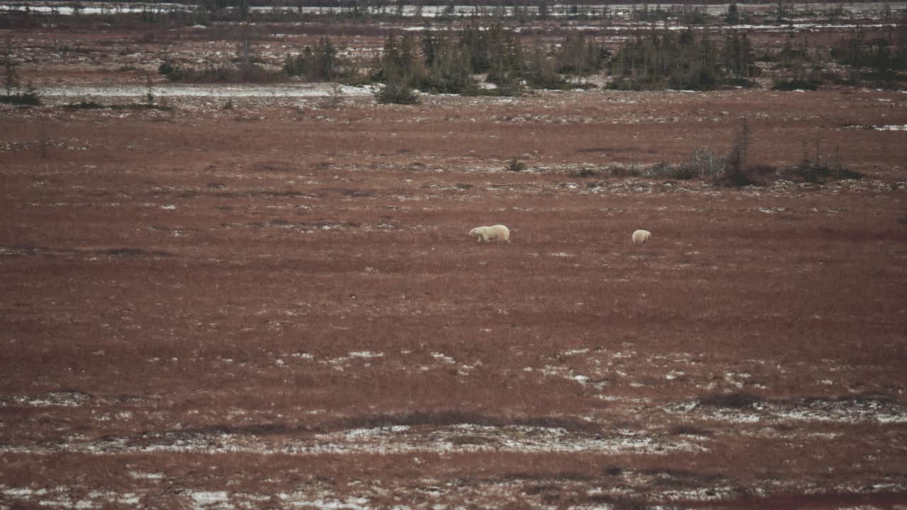 4 km de distancia de una madre oso polar y un cachorro juguetón viajan a través de la tundra subártica cerca de churchill manitoba en el otoño mientras esperan que el agua de la bahía de hudson se congele