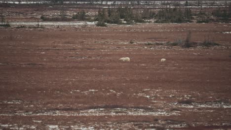 4K-Totalaufnahme-Einer-Eisbärenmutter-Und-Ihres-Verspielten-Jungen,-Die-Im-Herbst-Durch-Die-Subarktische-Tundra-In-Der-Nähe-Von-Churchill,-Manitoba-Reisen,-Während-Sie-Darauf-Warten,-Dass-Das-Wasser-Der-Hudson-Bay-Gefriert