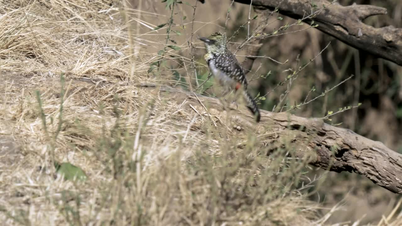 fotografía de seguimiento de un barbet usambiro en masai mara