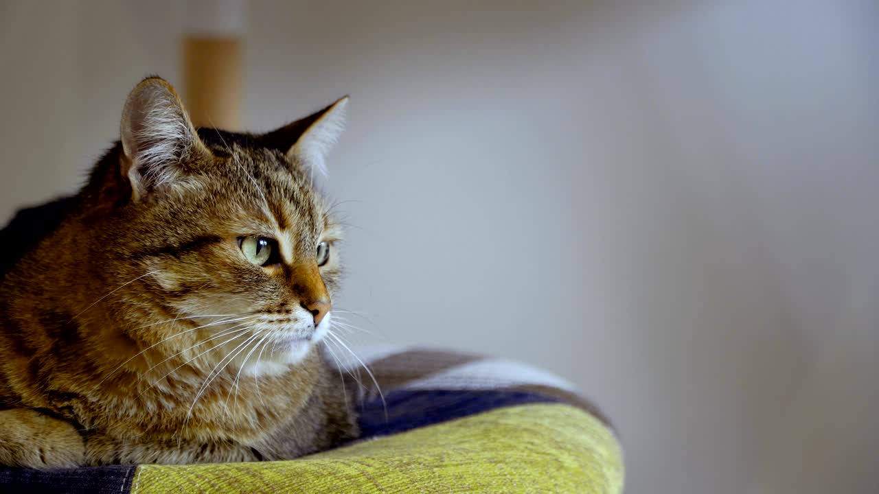 Interno. Il gatto è seduto su una sedia