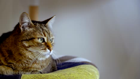 el gato se sienta en una silla.