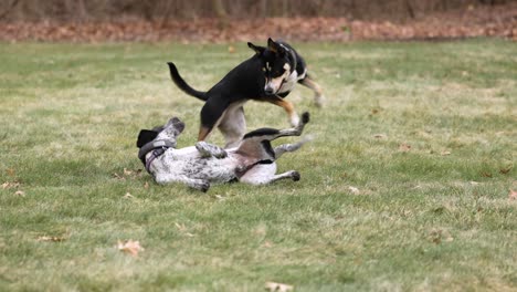 Two-dogs-playing-together-on-the-grass-in-the-middle-of-the-woods-in-winter,-nobody,-long-shot