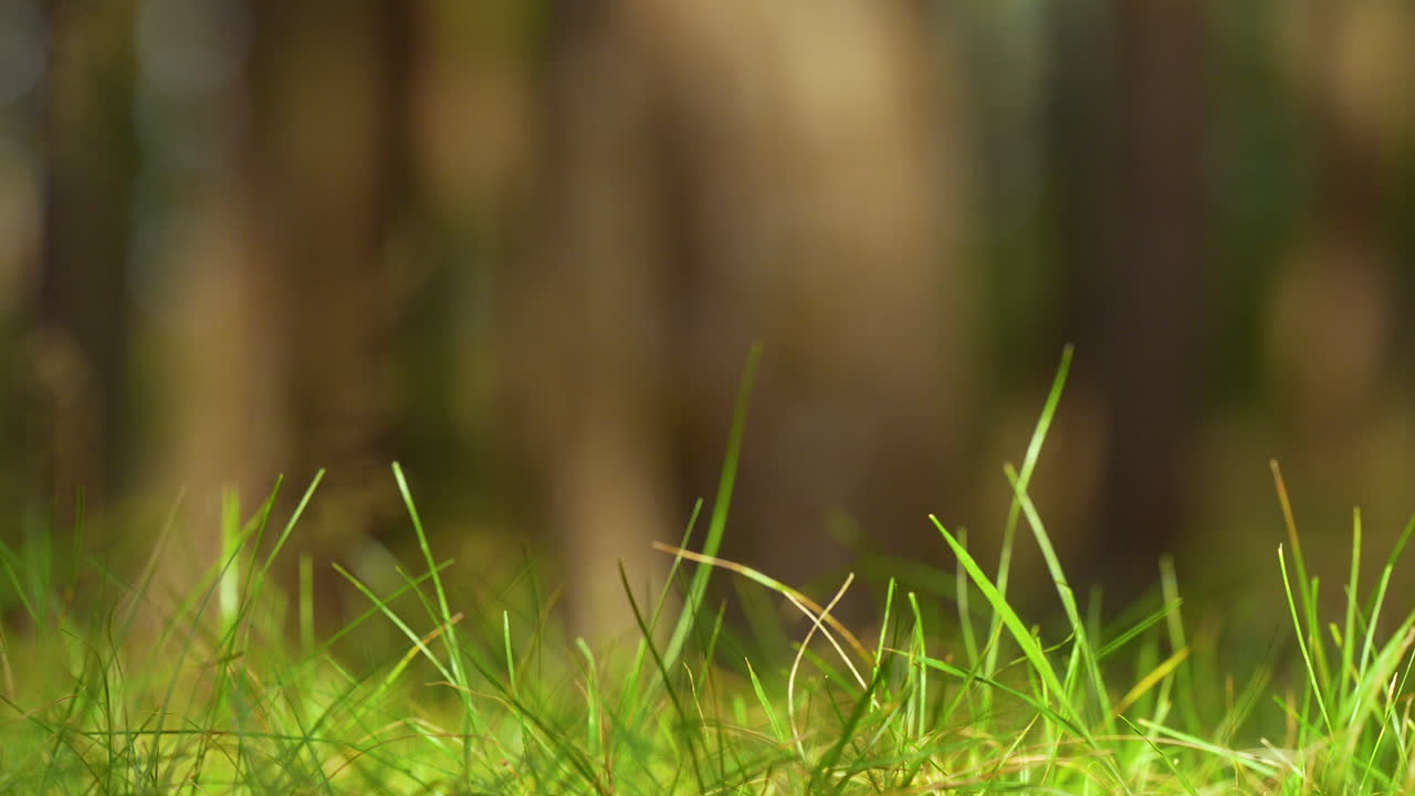 una vista panorámica de cerca de la hierba verde y la vegetación en un fondo de escena forestal