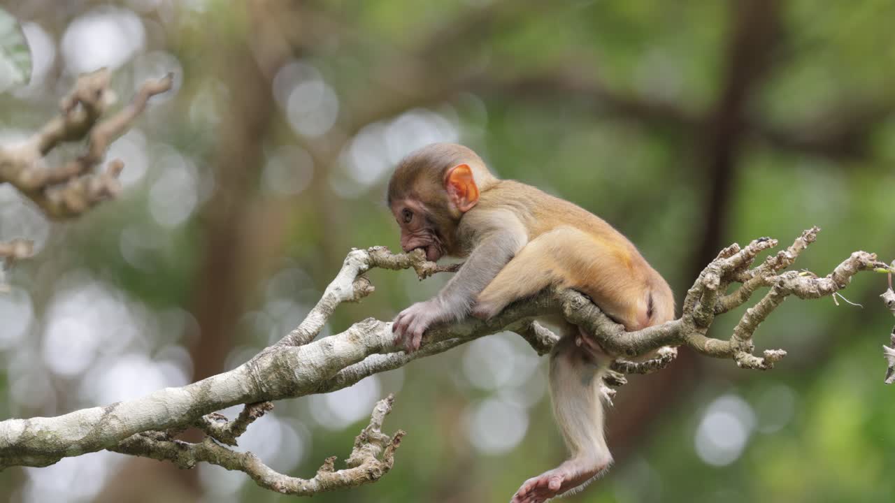 los macacos constituyen un género (macaca) de monos gregarios. los macacos se encuentran en una variedad de hábitats en todo el continente asiático y son altamente adaptables.