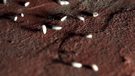 hundreds of ants walking on the concrete floor in the city while carrying rice grains in a row towards their anthill