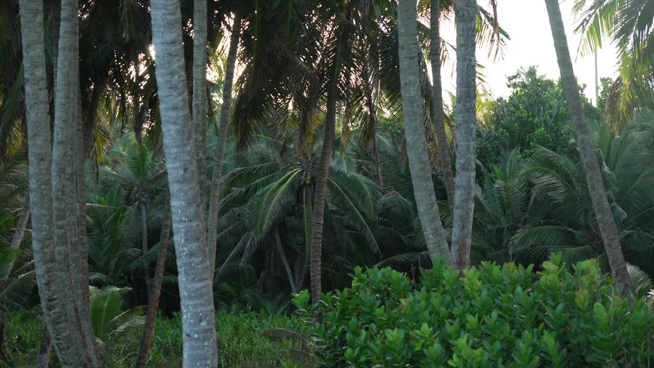 Coconut palm trees tropical forest exotic nature dense green canopy